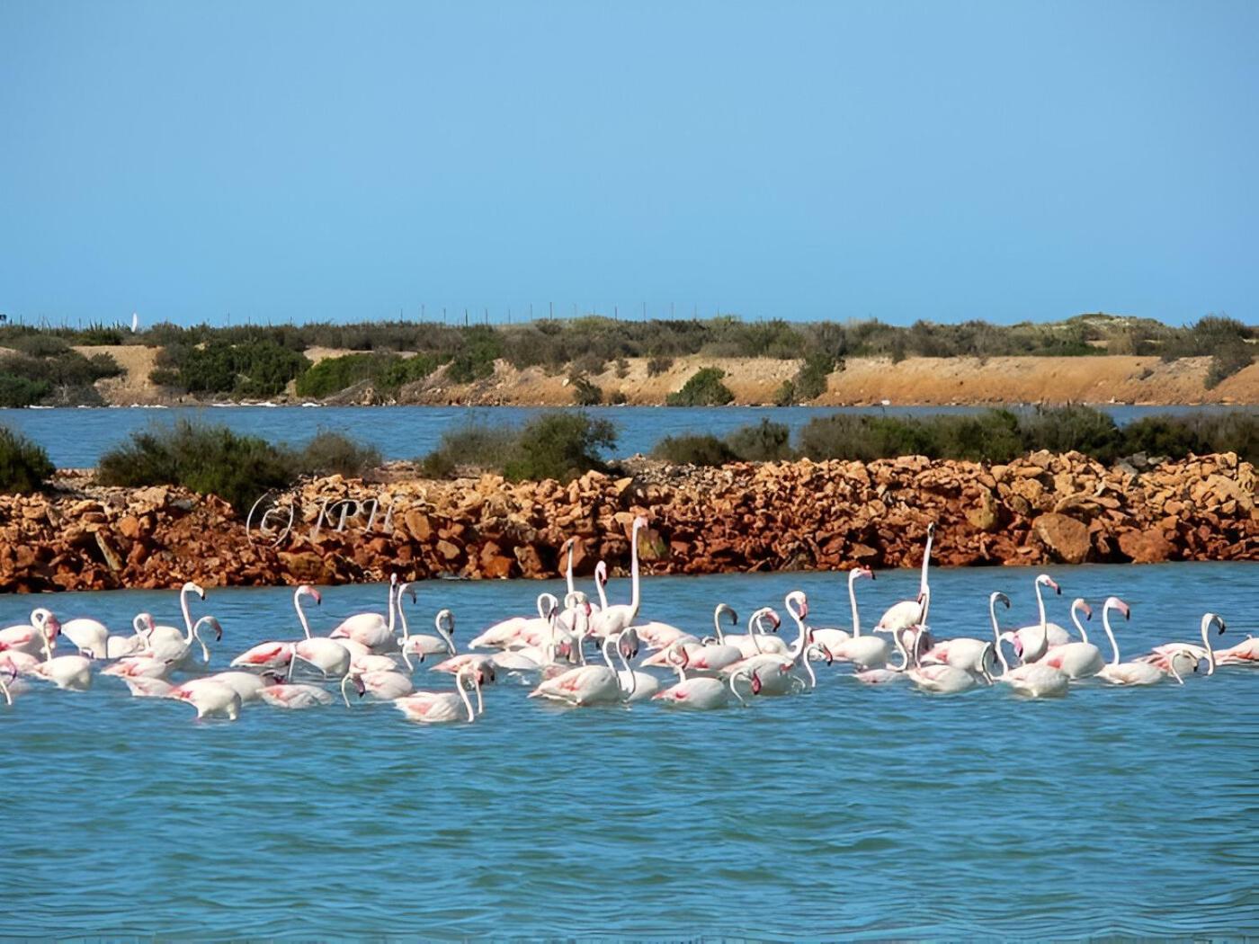 Flamingo Vila Alicante San Pedro del Pinatar Extérieur photo