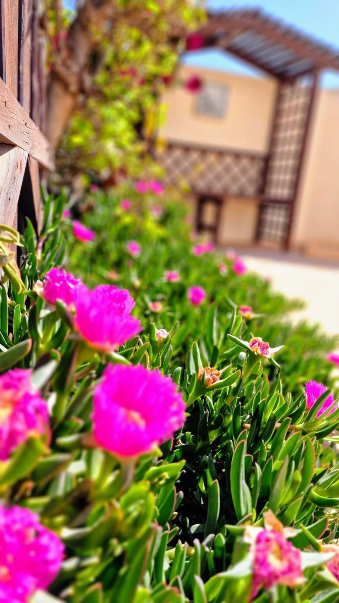 Flamingo Vila Alicante San Pedro del Pinatar Extérieur photo